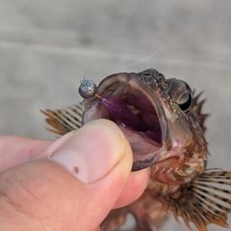 アラカブ