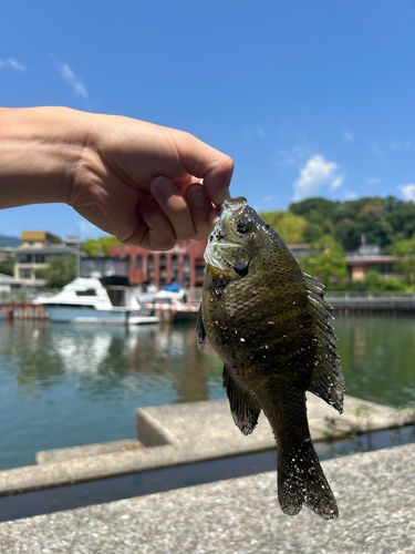 ブルーギルの釣果