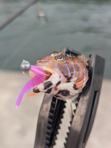 トラギスの釣果