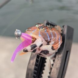 トラギス