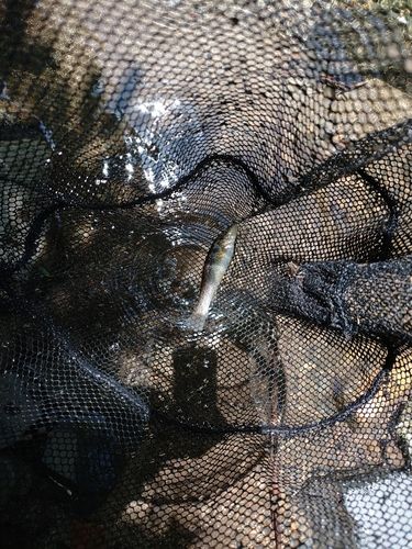 タカハヤの釣果