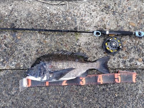 クロダイの釣果
