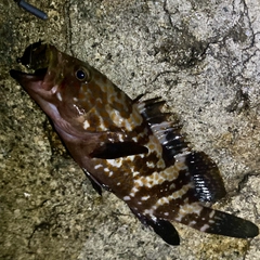 アコウの釣果