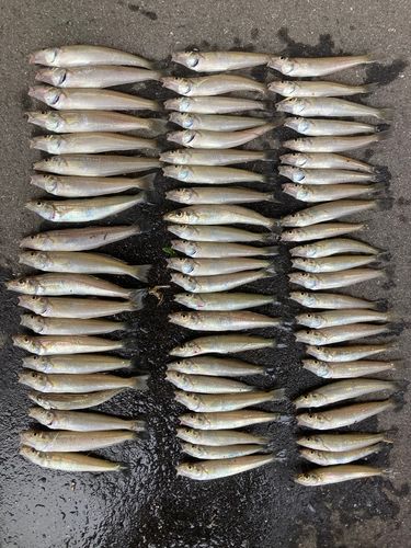 シロギスの釣果