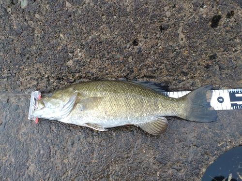 スモールマウスバスの釣果