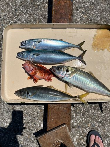 マアジの釣果
