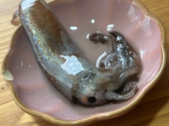 イカの釣果