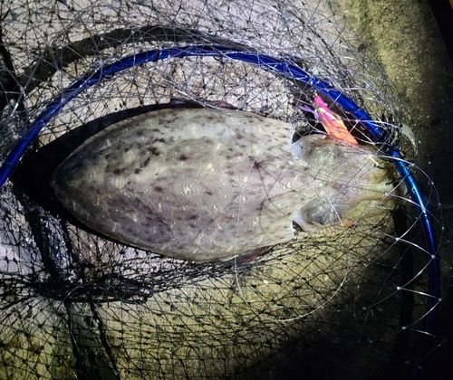コウイカの釣果