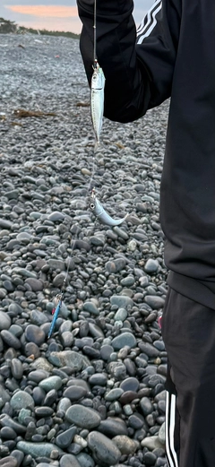 ワカシの釣果