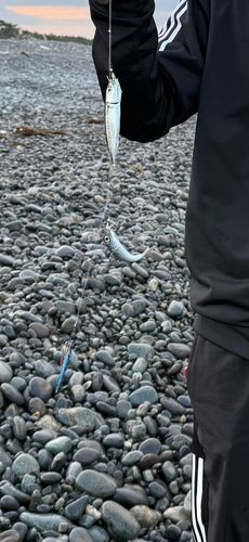 ワカシの釣果