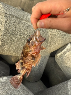 カサゴの釣果
