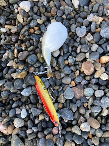 クサフグの釣果