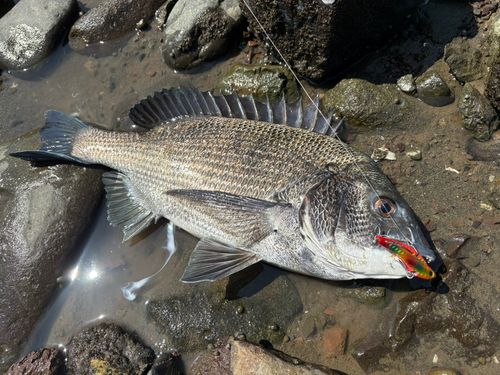 チヌの釣果