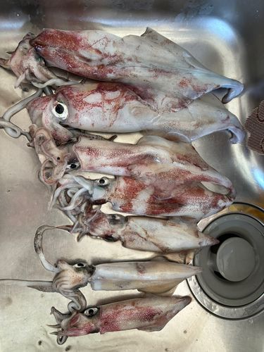 ケンサキイカの釣果