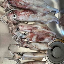 ケンサキイカ