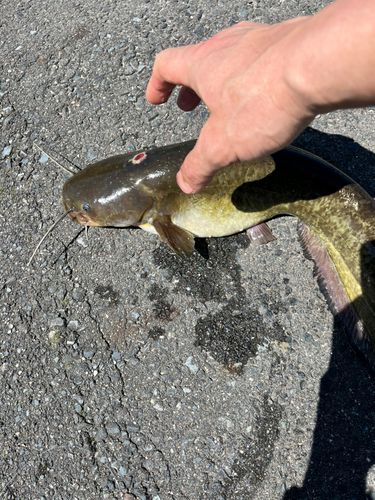 ナマズの釣果