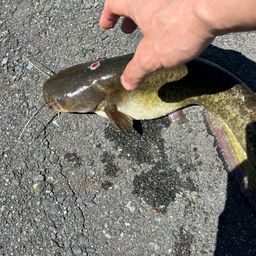 ナマズ