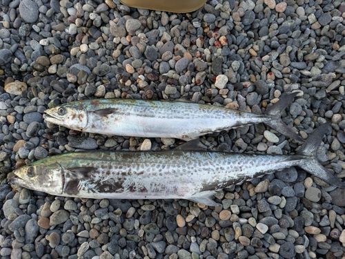 サゴシの釣果
