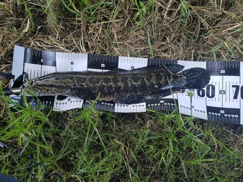 ライギョの釣果