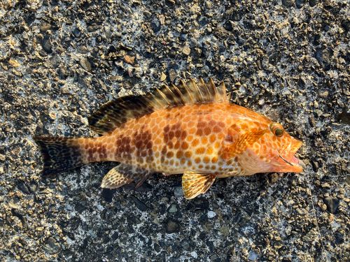 オオモンハタの釣果