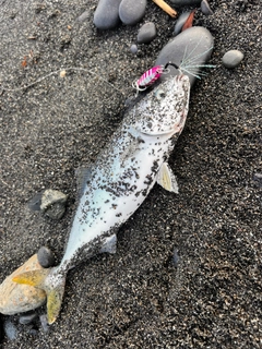ワカシの釣果