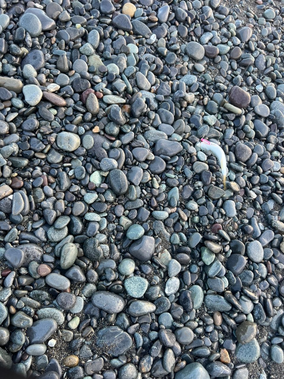ワカシ