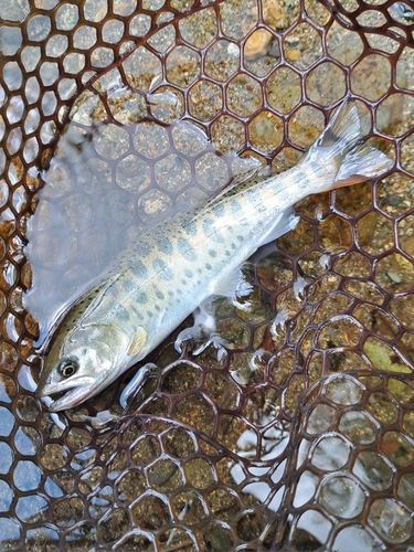 ヤマメの釣果