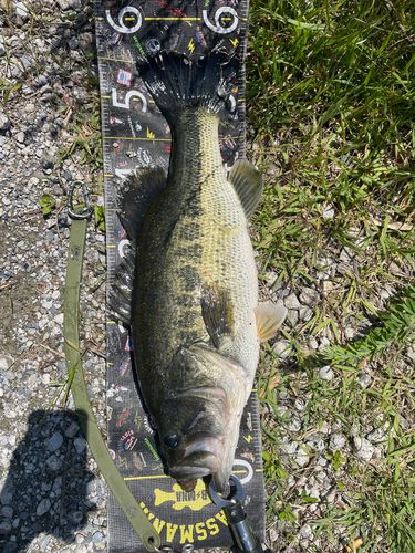愛知川で釣れたブラックバスの釣り・釣果情報 - アングラーズ