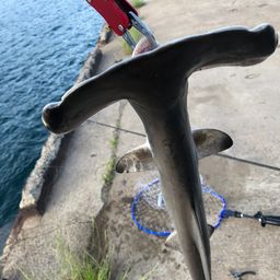 サメ