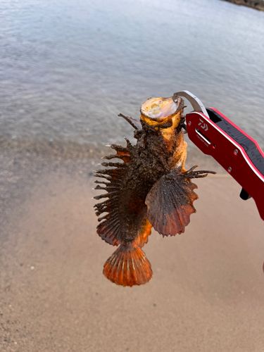 オニオコゼの釣果