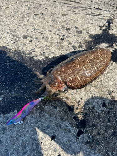 コウイカの釣果