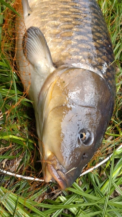 コイの釣果