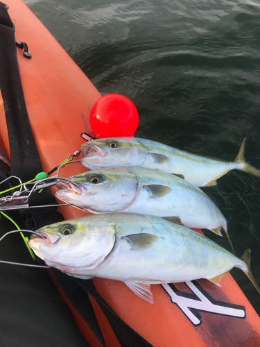 イナダの釣果