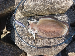 モンゴウイカの釣果