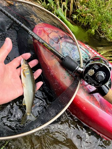 アユの釣果
