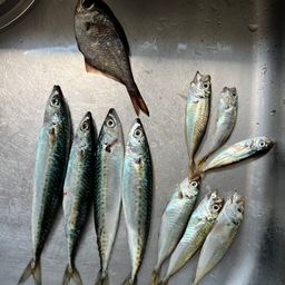 アジ