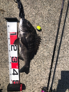 チヌの釣果