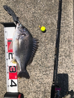 キビレの釣果