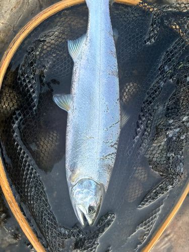 サツキマスの釣果
