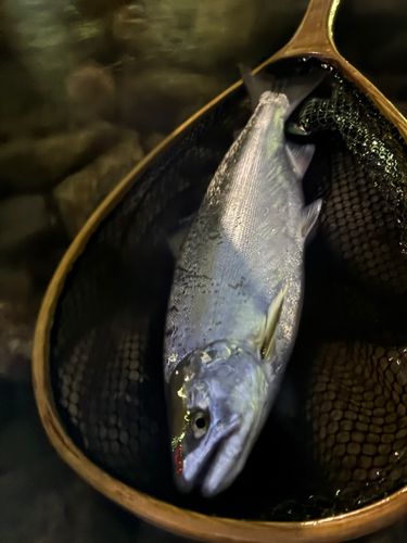 サツキマスの釣果