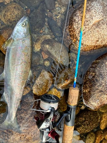 サツキマスの釣果