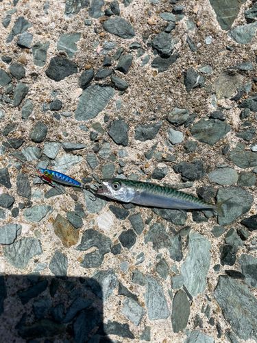 サバの釣果