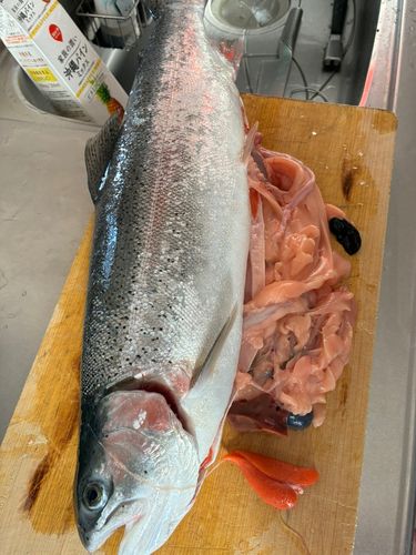 スチールヘッドの釣果