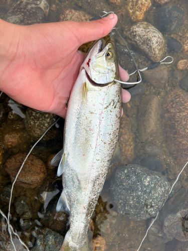 サツキマスの釣果