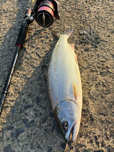 サツキマスの釣果