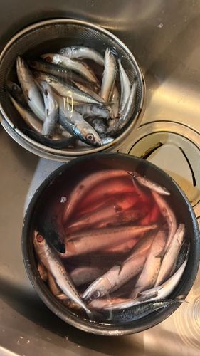 サバの釣果