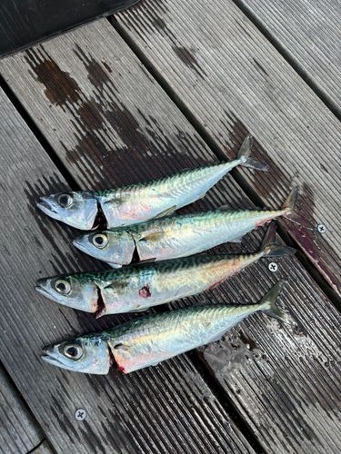 サバの釣果