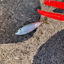 アジ