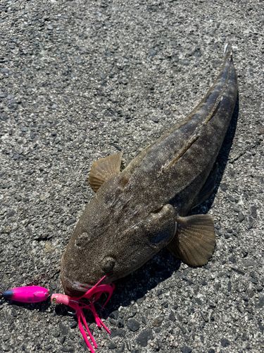 マゴチの釣果