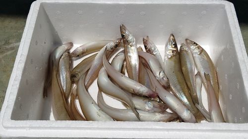 シロギスの釣果